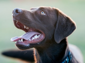 Picture for category Dental Treats & Supplies